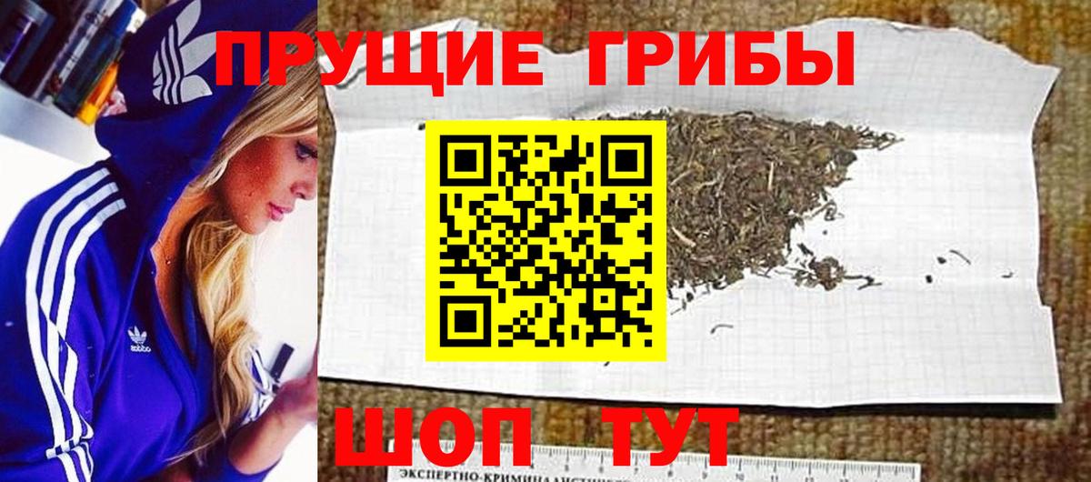Псилоцибиновые грибы Psilocybine cubensis Шелехов